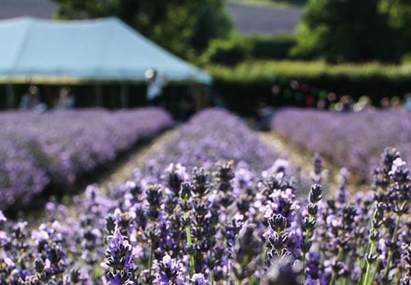 View of Lavender Fields at Castle Farm