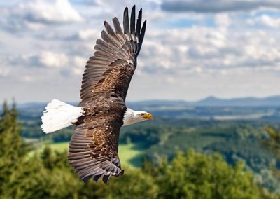 Image of eagle flying over trees