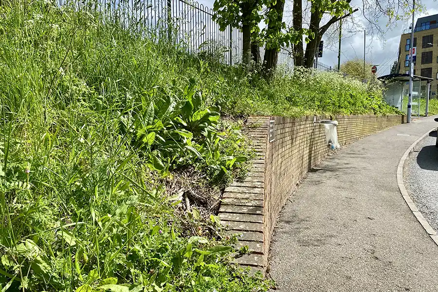 Wild plants at Sevenoaks Station